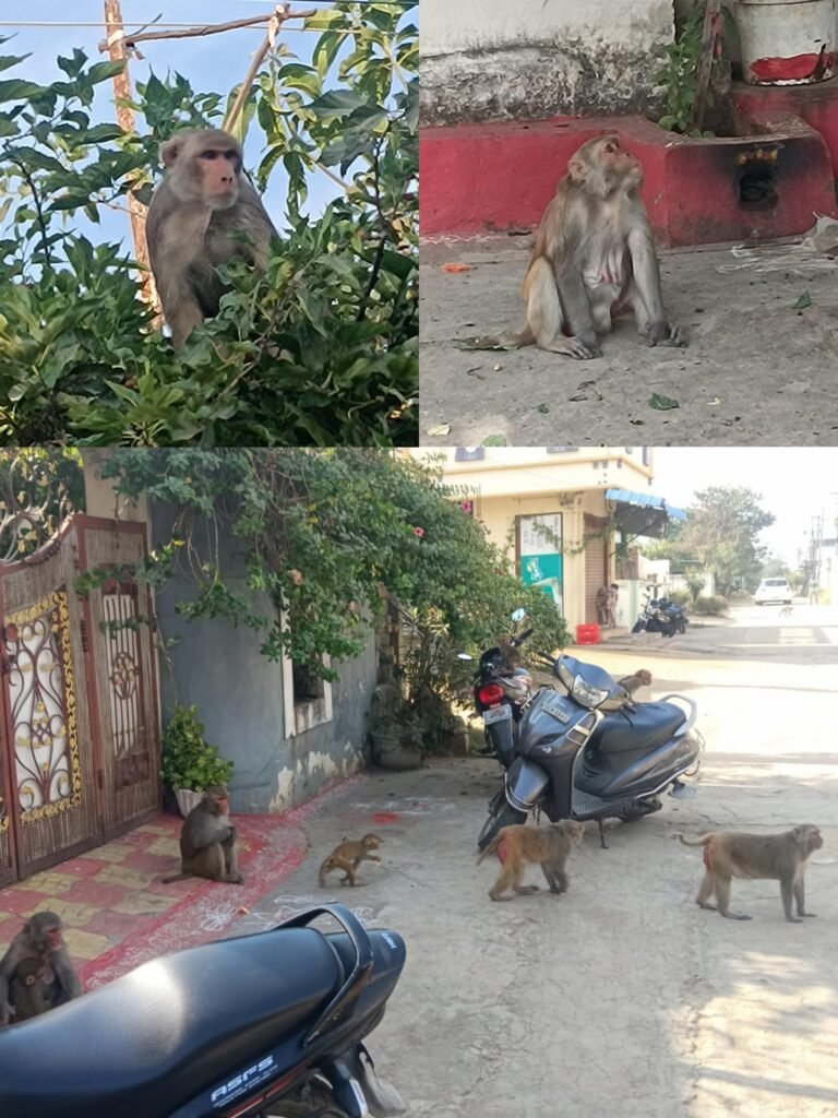 కోతుల బెడదతో గ్రామస్తుల అల్లకల్లోలం చర్యలుతీసుకోవాలనిడిమాండ్