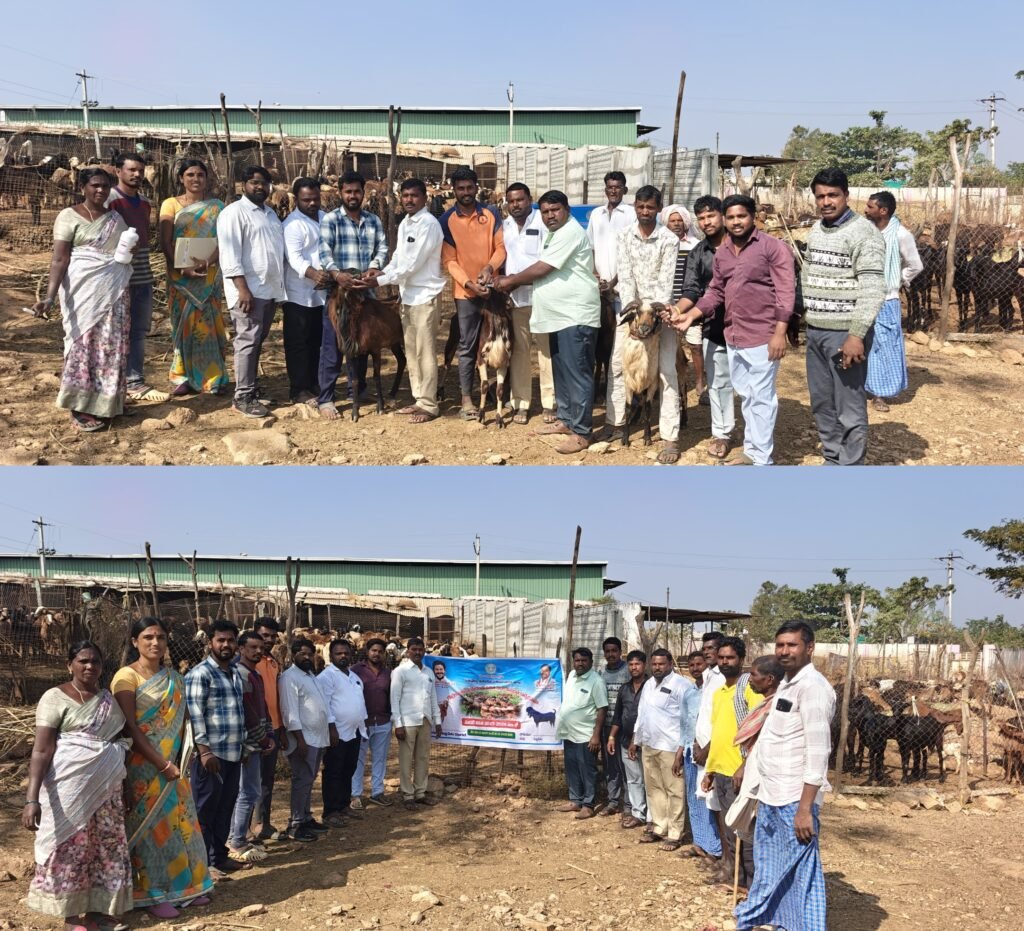 ఇర్కోడు గ్రామంలో ఉచిత నట్టల మందు పంపిణీ4300 గొర్రెలు,1250 మేకలకు నట్టల నివారణ