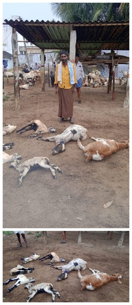 గొర్రెల మందపై వీధి కుక్కల దాడి… 8–10 గొర్రెల మృతి..