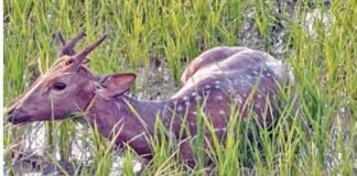 పంట పొలంలో జింక ప్రత్యక్షం