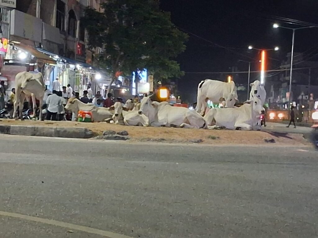 రోడ్డెక్కిన పశువులు నిర్లక్ష్యానికి నిదర్శనం