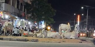 రోడ్డెక్కిన పశువులు నిర్లక్ష్యానికి నిదర్శనం
